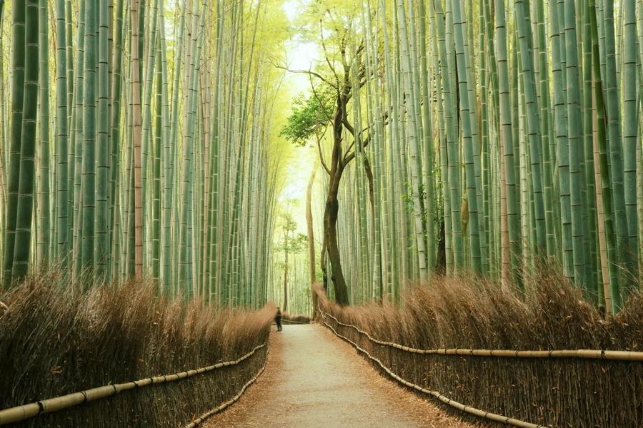 Iconic mountains to hike, temples galore, and fish-filled Okinawan coral reefs — Japan really has it all