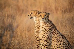 Elusive leopards, rock-hopping penguins, endangered wild dogs — grab our list and binoculars to make the most of your safari adventure
