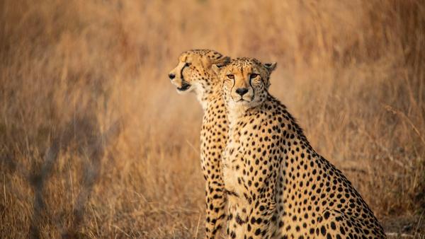 Elusive leopards, rock-hopping penguins, endangered wild dogs — grab our list and binoculars to make the most of your safari adventure