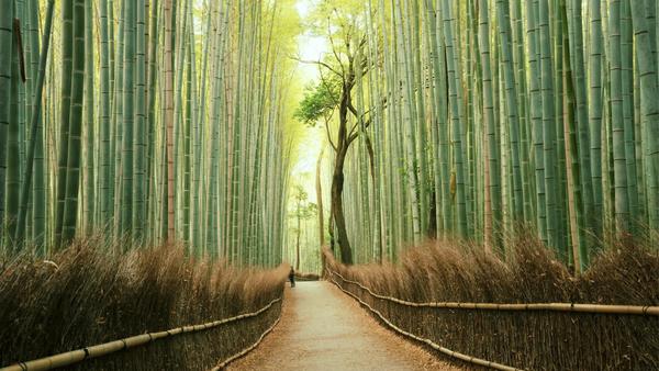 Iconic mountains to hike, temples galore, and fish-filled Okinawan coral reefs — Japan really has it all